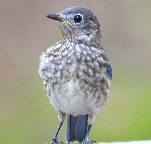 A juvenile male Eastern Bluebird poses for a photo @birdsofwestcobb