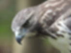 An adult Red-tailed Hawk looks down from his perch in a tree