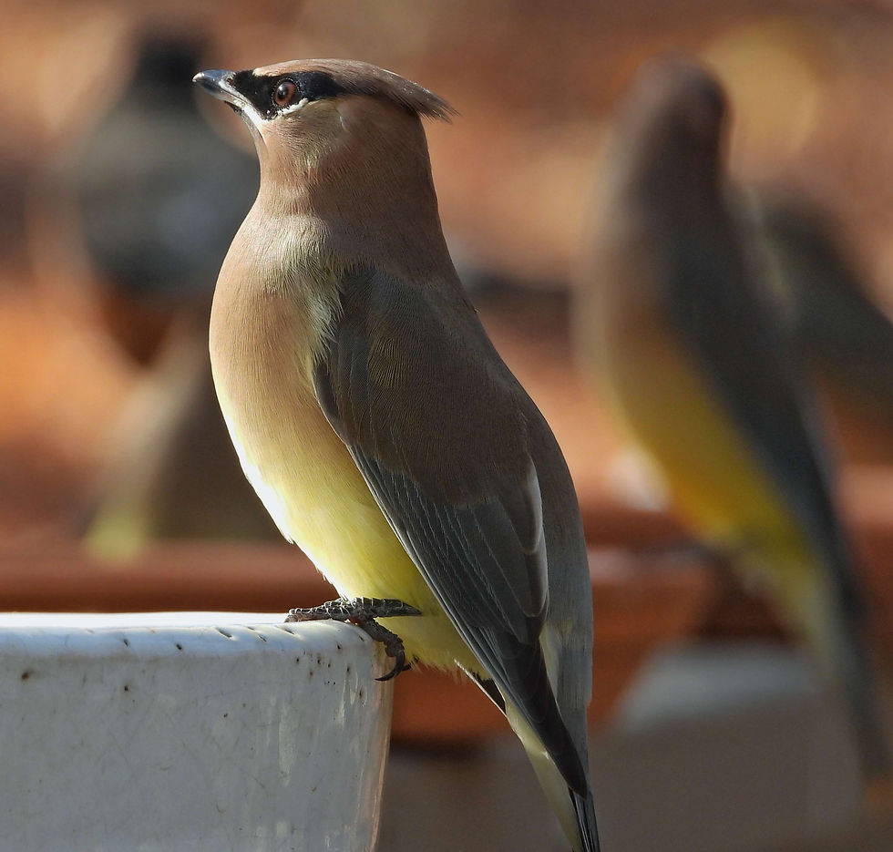 A Cedar Waxwing stands tall after taking several sips of fresh water