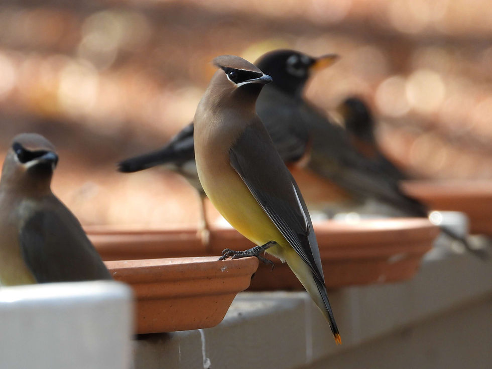 A pair of Cedar Waxwings looking for fresh water