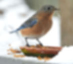 A female Eastern Bluebird eats mealworms in the snow