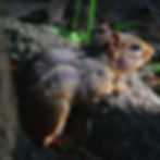 A chipmunk emerges from his burrow near a tree root