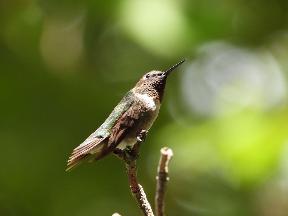 Top 10 myths about hummingbirds