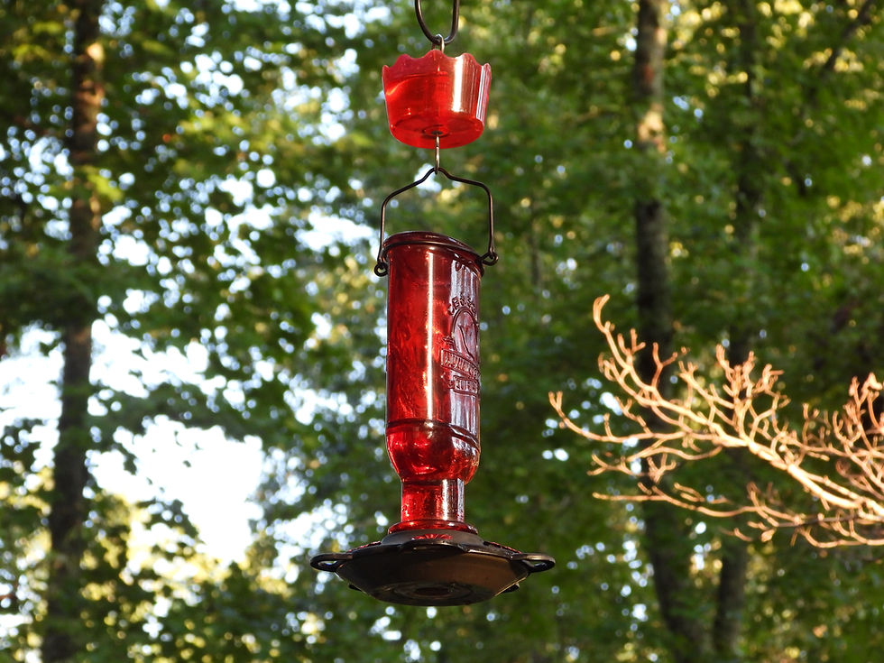A clean hummingbird feeder with fresh nectar will always attract more birds!