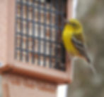 A Pine Warbler visits our suet feeder (from Wild Birds Unlimited) for a tasty bite of suet.