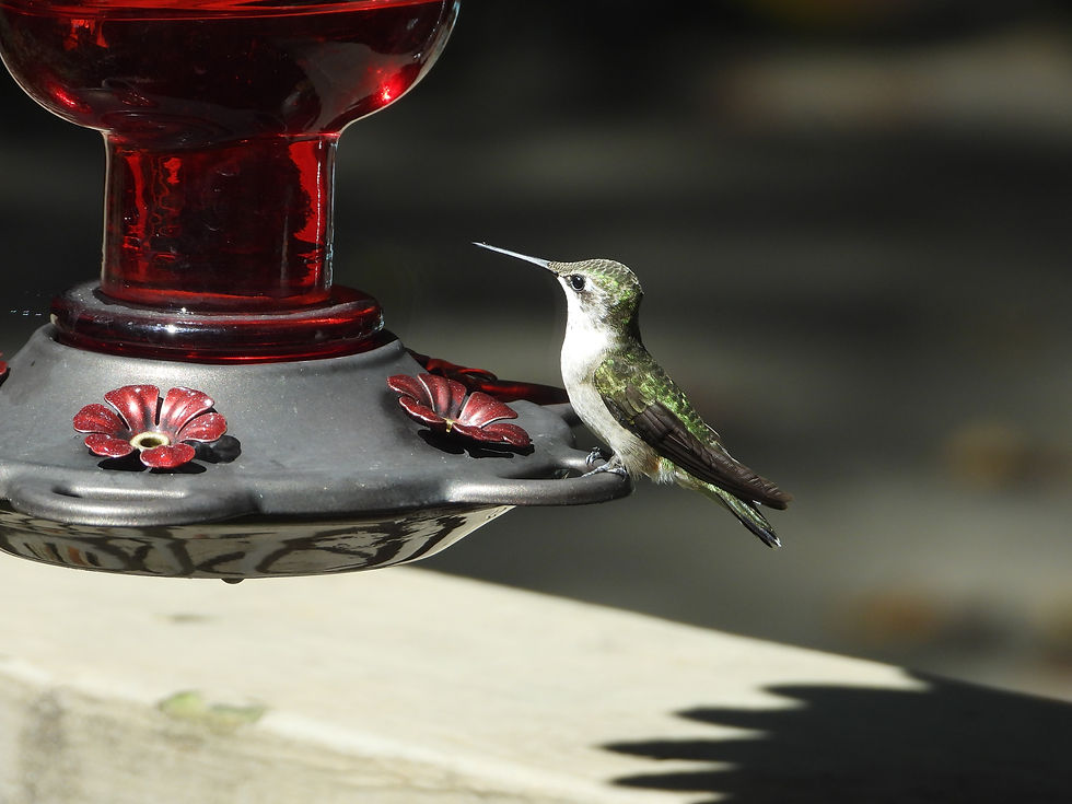 An adult female Ruby-throated Hummingbird perches on our feeder @birdsofwestcobb