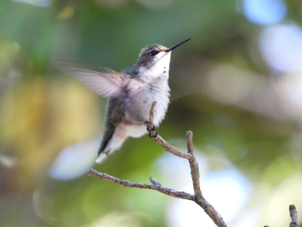 A juvenile Ruby-throated Hummingbird stretches his wings in the morning sunlight.