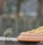 A tiny Ruby-crowned Kinglet looks at a tall stack of Suet Nuggets
