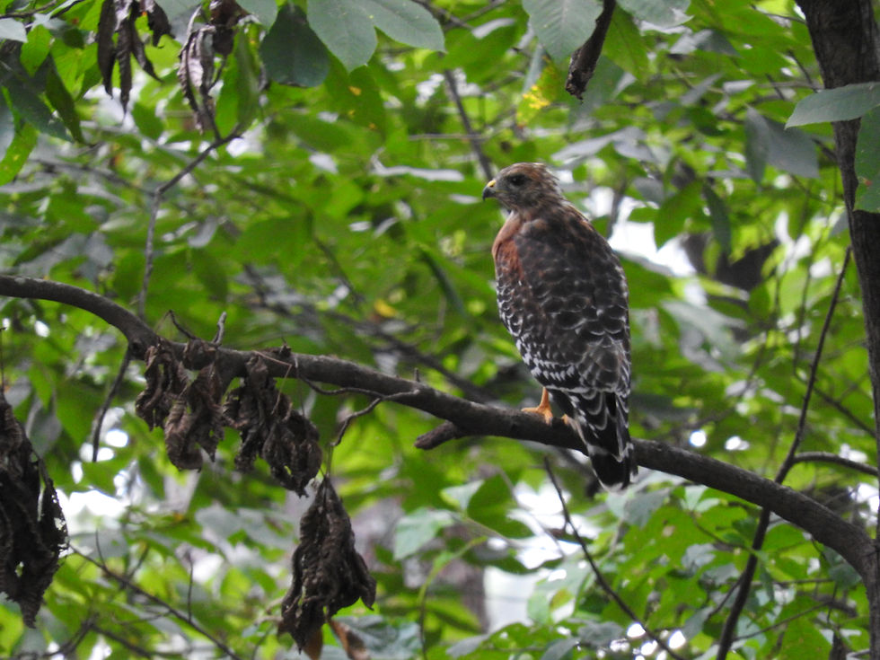 An adult red-shouldered hawk from, viewed from the back/shoulders. You can see where they get their name in this photo!