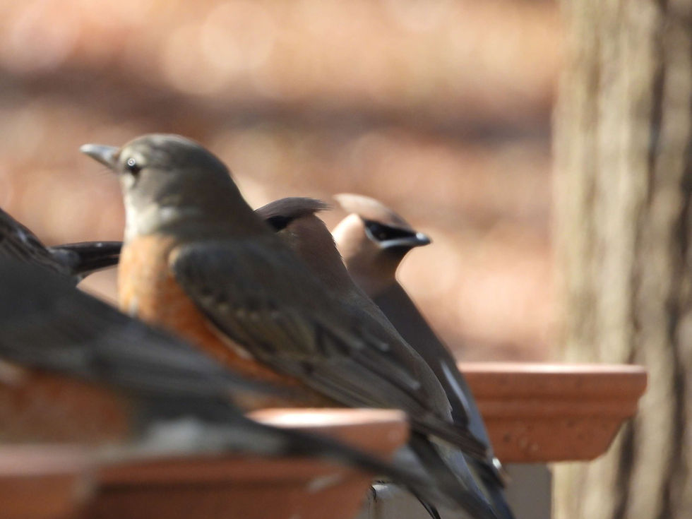 A pair of Cedar Waxwings joined a flock of Robins