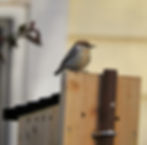 A brown-headed Nuthatch inspects a new bird house