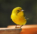 A brightly colored Yellow Warbler visits our mealworm feeder plate in early Spring.