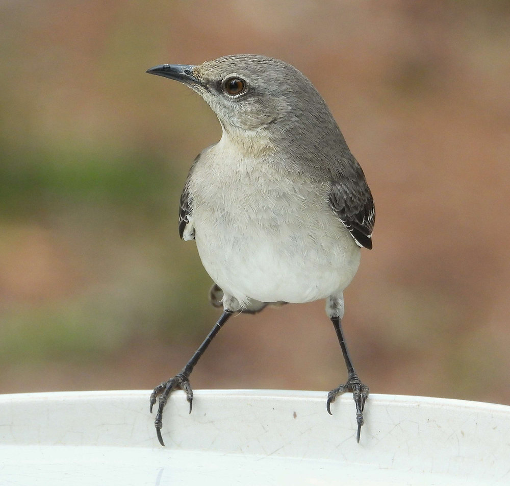 The Northern Mockingbird: Nature's Master Mimic