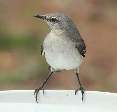 An adult Northern Mockingbird perches on a bird bath