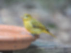 A migratory Summer Tanager visits Marietta, GA for fresh water