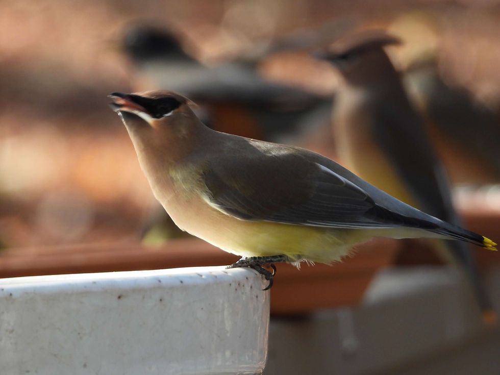 A Cedar Waxwing drinks from a plate of water