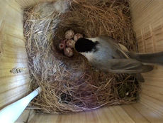 A detailed product review of the NetView Birdfy Smart Bird House with Solar Charging