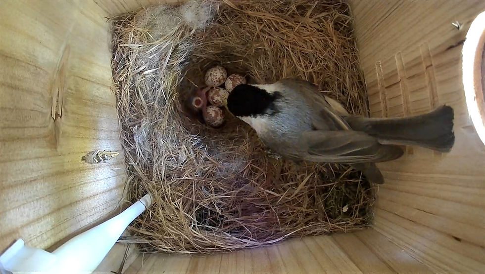 A detailed product review of the NetView Birdfy Smart Bird House with Solar Charging