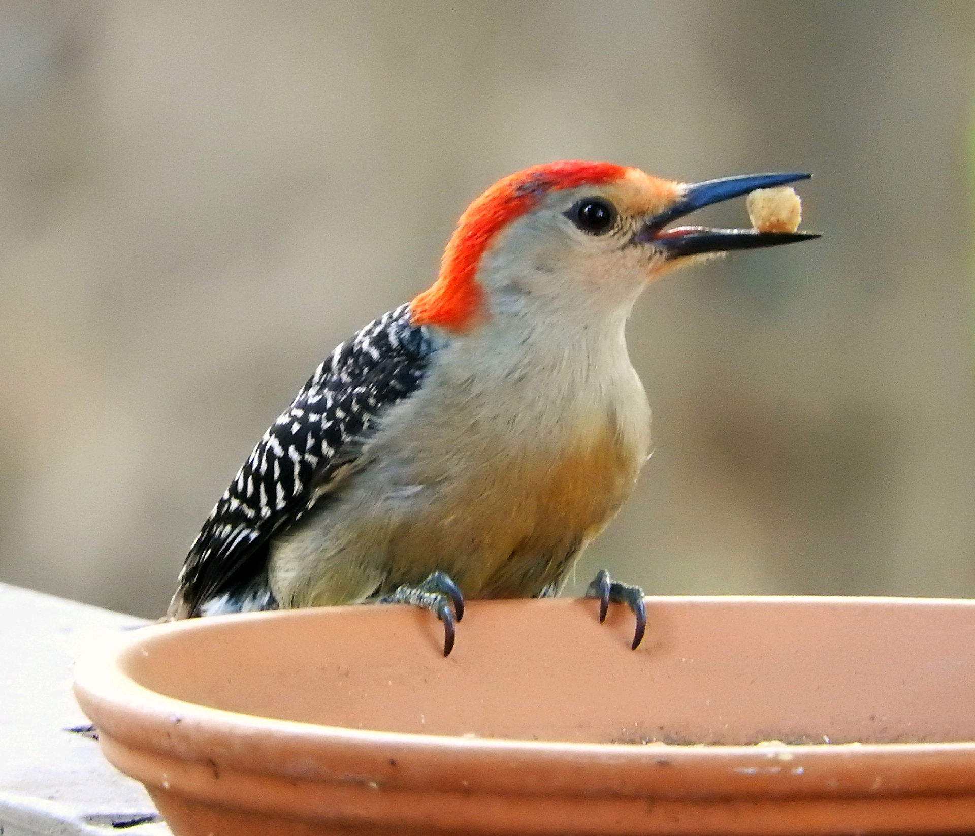 An adult Male Red-bellied woodpecker enjoys Suet Nuggets from C&S Brands