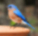 How to Attract Eastern Bluebirds to Your Yard