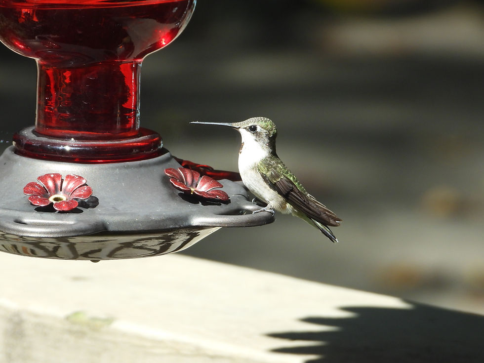 An adult female Ruby-throated hummingbird enjoys a perch on a hummer feeder on our back deck.