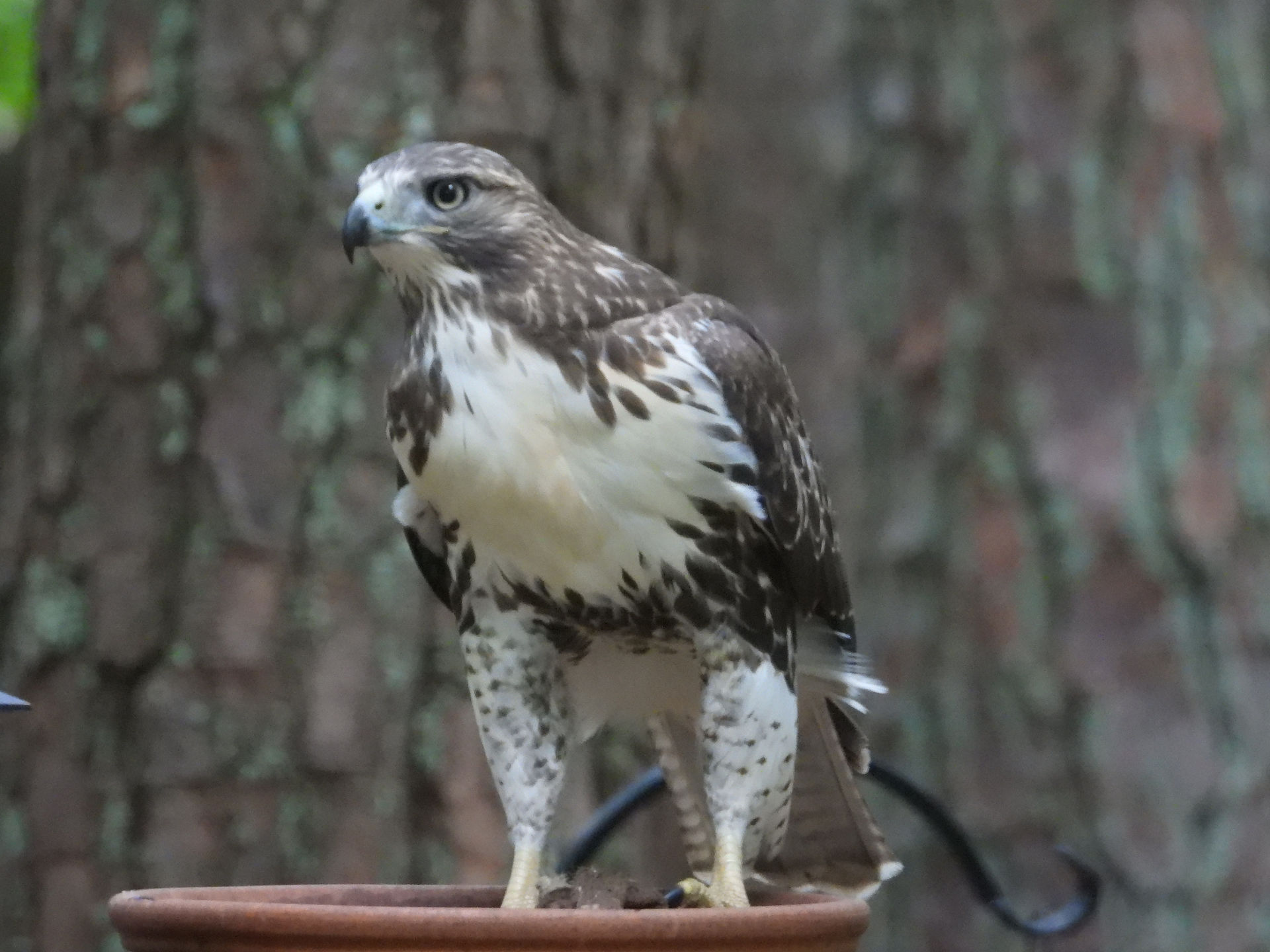 A red-tailed Hawk close-up photograph