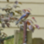 An Eastern Bluebird female perched on our nestbox