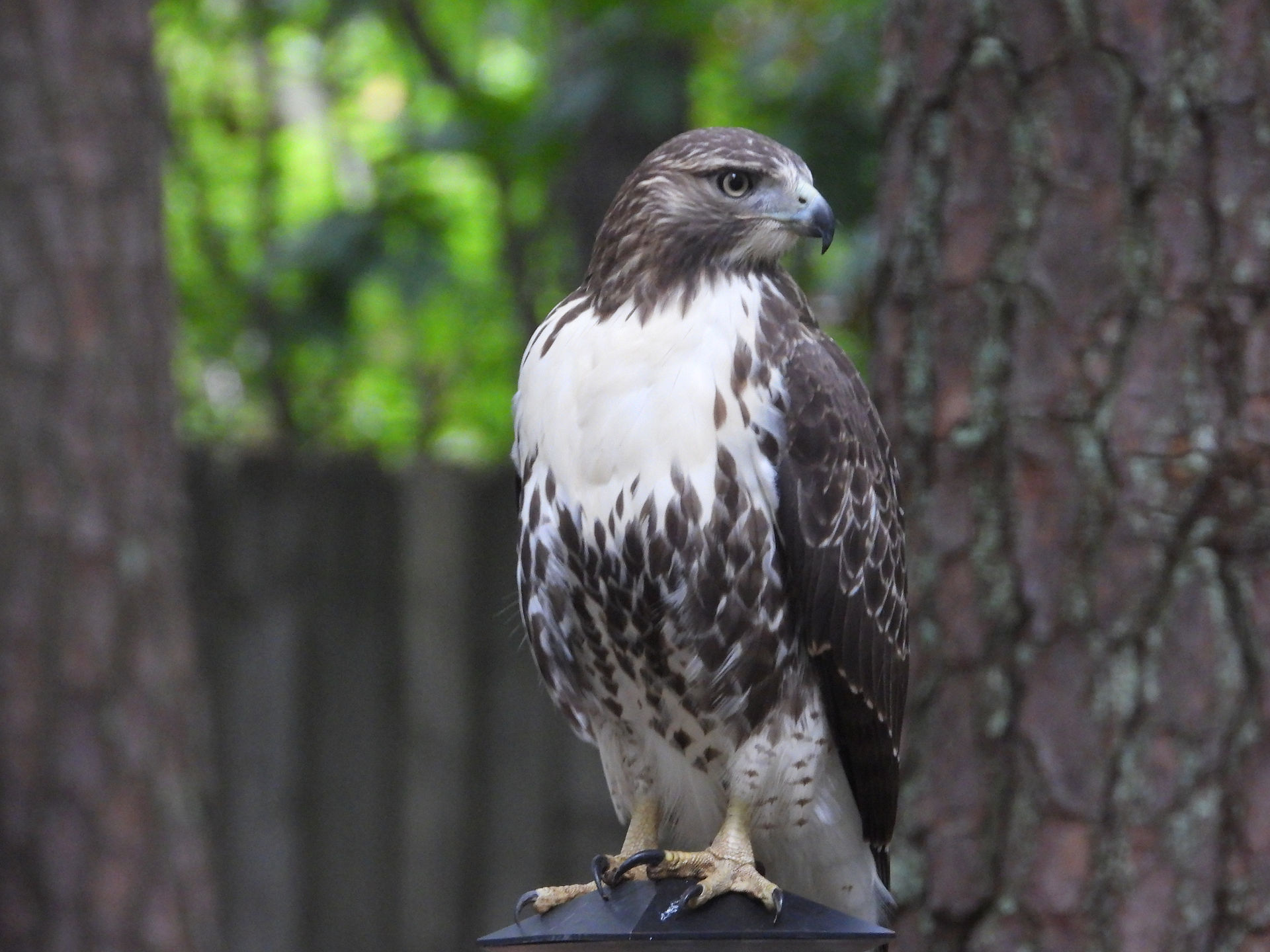 A red-tailed hawk close-up photo series in Marietta, Georgia