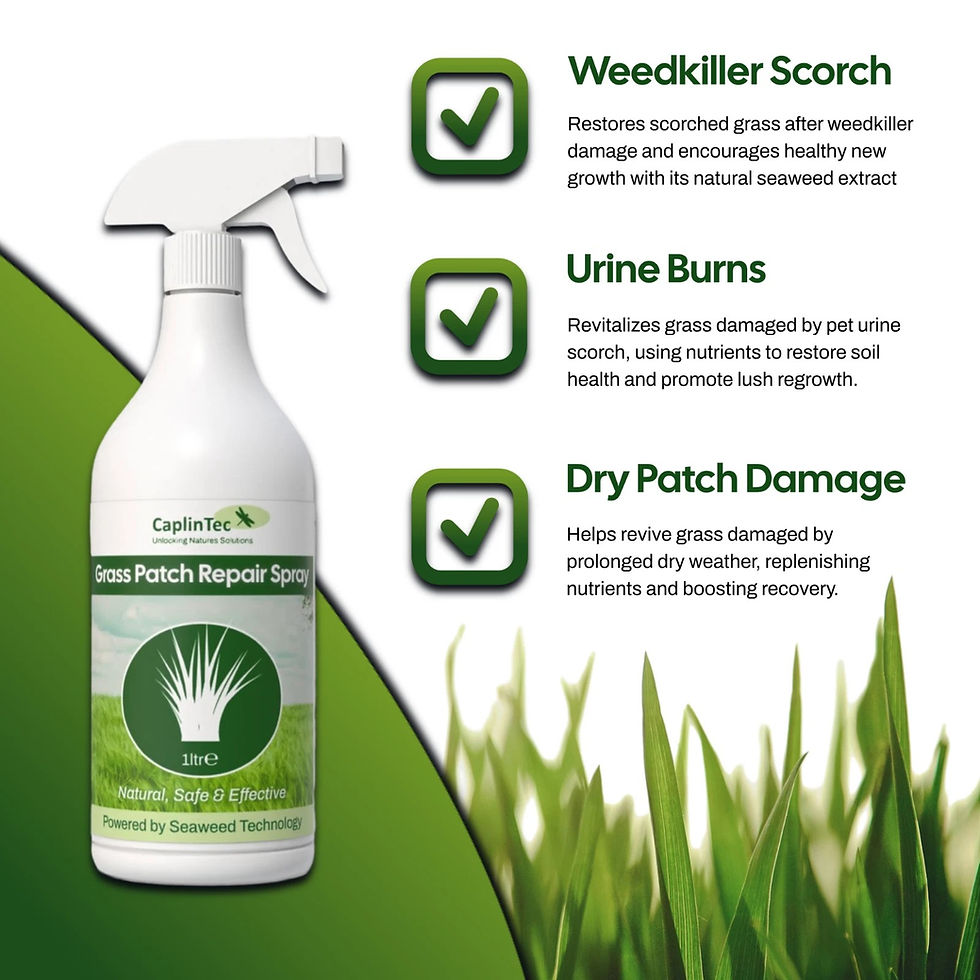 Thumbnail: Grass Patch Repair Spray