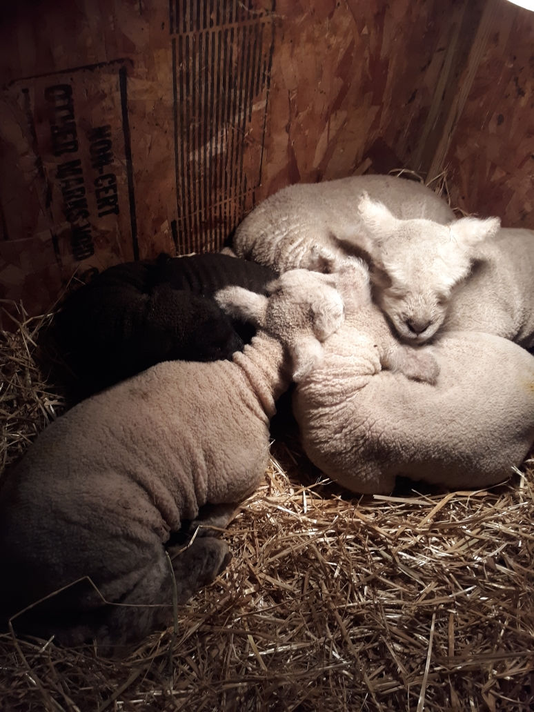 Resized_20210209_182827