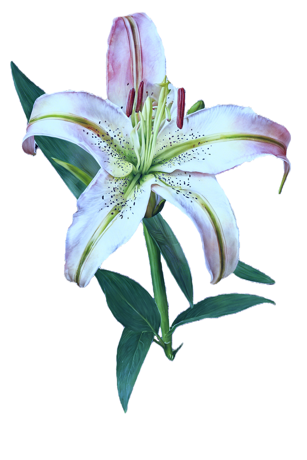 realistic lilly flower and stem against white background zoomed out