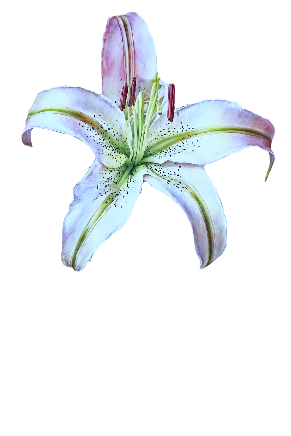 realistic lilly flower and stem against white background zoomed out