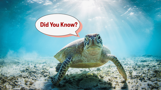 Why Do Sea Turtles Matter to Florida’s Ecosystem?