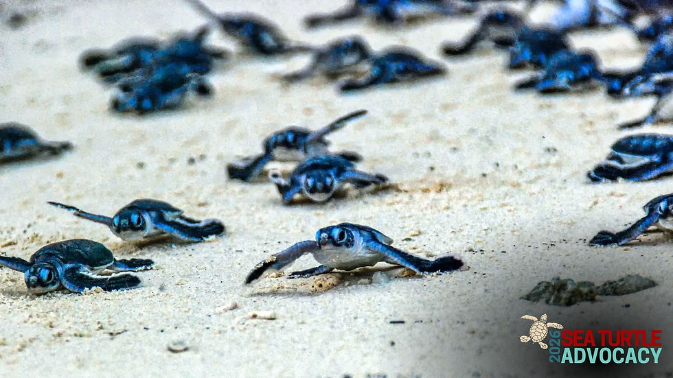 The 25-Year Comeback: How Florida's Green Sea Turtles Returned