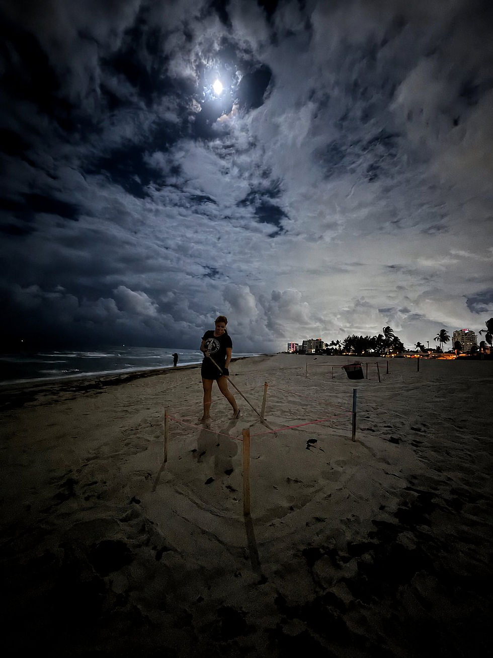 A staff member from Sea Turtle Oversight Protection meticulously prepares to monitor sea turtle hatchlings under a moonlit sky, ensuring their safe journey to the ocean amidst potential disorientation from nearby light pollution.