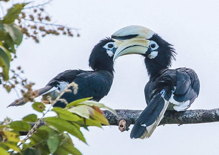 4-4002 Oriental Pied Hornbill.jpg
