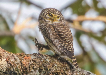3-0663 Collared Owlet with Preying Manti