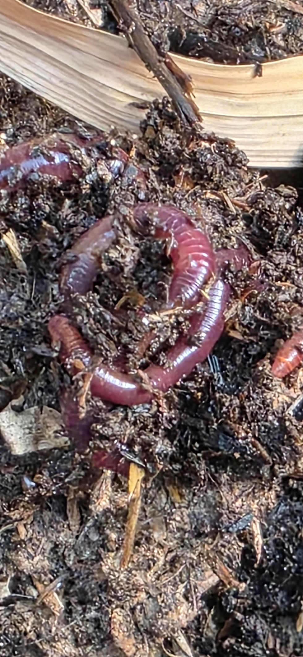 Thumbnail: Vermicompost