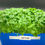 Thumbnail: Freshies Fresher - Live Tray