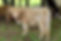 image1 (2).jpeg