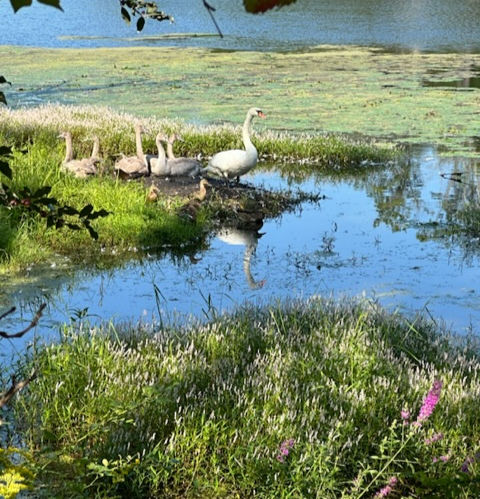 Mrs. Hilde Garde with her family of Cygnets and a few Tiny Visitors -The Mute Swans here are happy cohabiters with other Lake Hildegarde wildlife birds, including 2 blue   herons and an Anhinga 2022