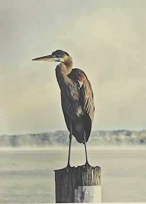 Great Heron Perched by Bill Gould