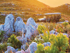 Fynbos needs the fire, we need the rest