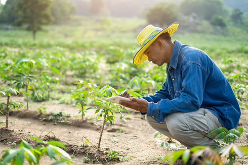 businessman-farmer-holding-tablet-standing-cassava-field-smart-farmer-concept (1).jpg