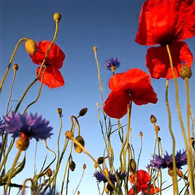web_photocase_1226715%20(1)_edited.jpg