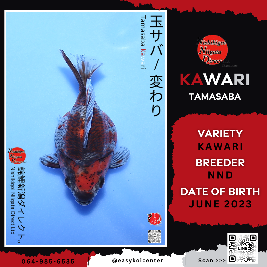 Kawari Tamasaba (NND)