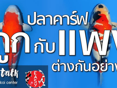 ปลาคาร์ฟหลักพัน vs หลักแสน: ต่างกันแค่ราคา หรือมีอะไรซ่อนอยู่? ถอดรหัสคุณภาพที่คุณต้องรู้