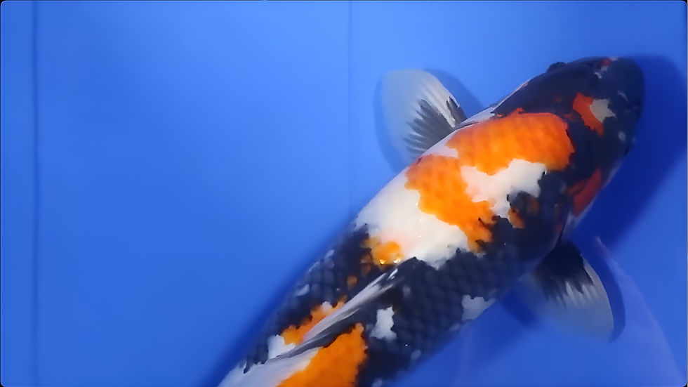ree
