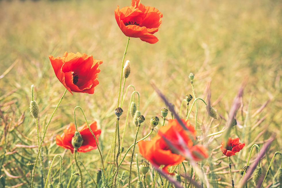 Coquelicots rouges en fleurs dans un champ d'herbes sauvages