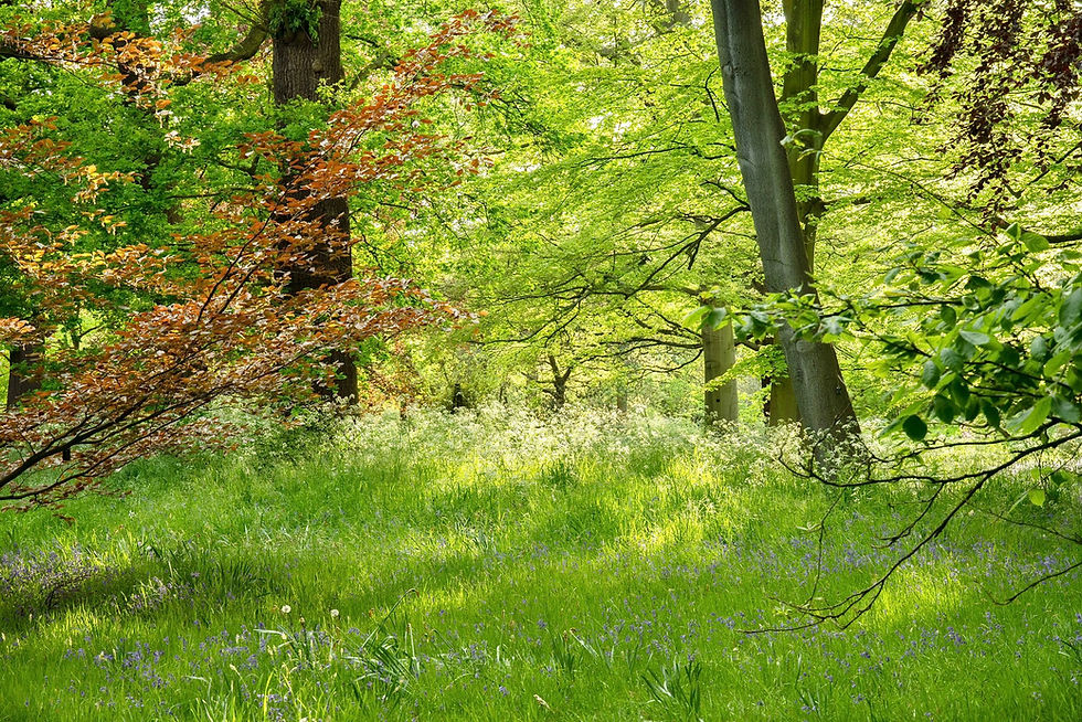 Ashdown Landscape.jpeg
